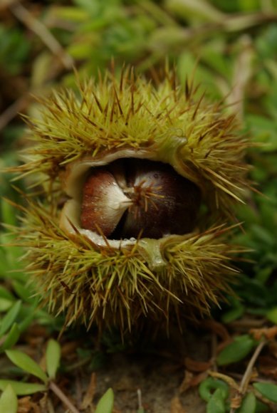 Ağızları daha rahat açılmaya başlar.