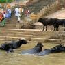 Varanasi - Ganj Nehri'ndeki mandalar