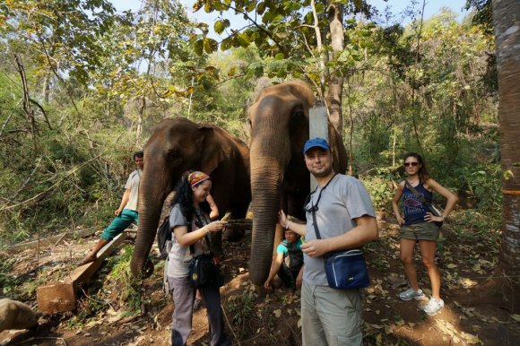 Fil Doğa Parkı (Elephant Nature Park), Chiang Mai.