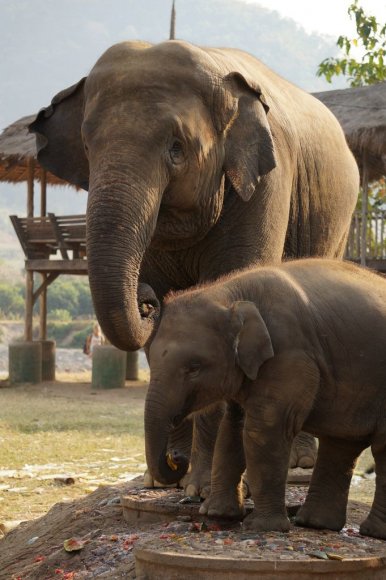 Fil Doğa Parkı (Elephant Nature Park), Chiang Mai.