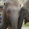 Fil Doğa Parkı (Elephant Nature Park), Chiang Mai.