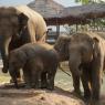 Fil Doğa Parkı (Elephant Nature Park), Chiang Mai.